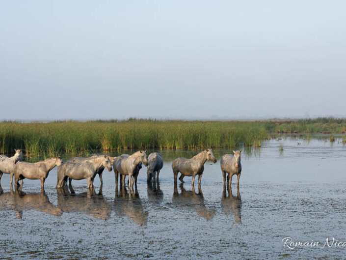 camargue-aguila_voyages-chevaux-marais