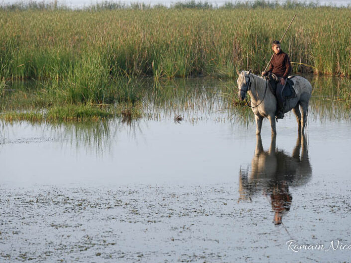 camargue-aguila_voyages-chevaux-marais