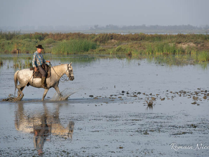 camargue-aguila_voyages-chevaux-marais