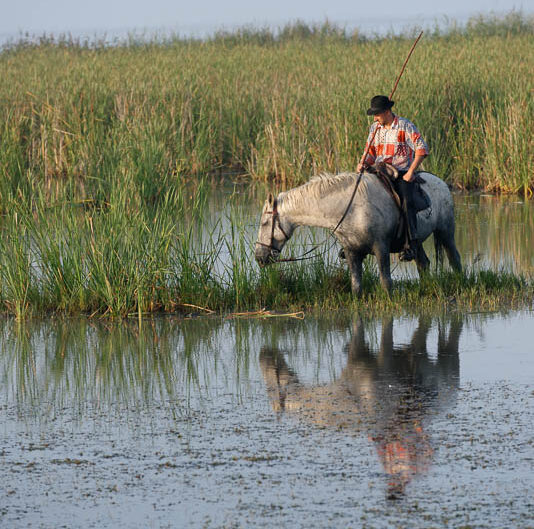 camargue-aguila_voyages-chevaux-marais