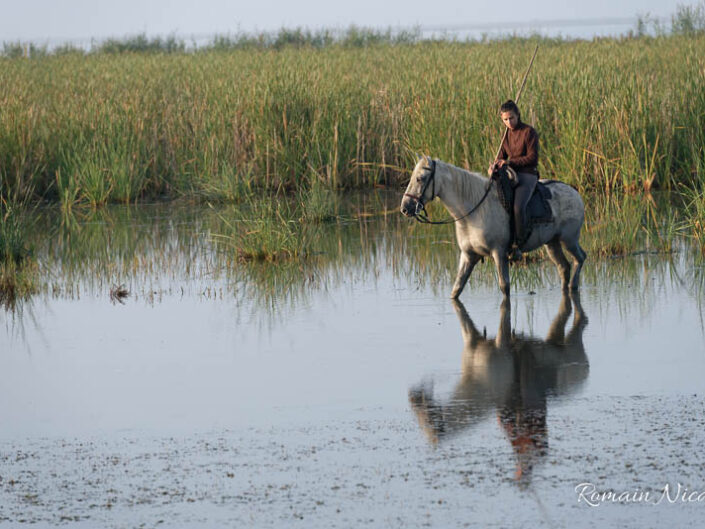 camargue-aguila_voyages-chevaux-marais