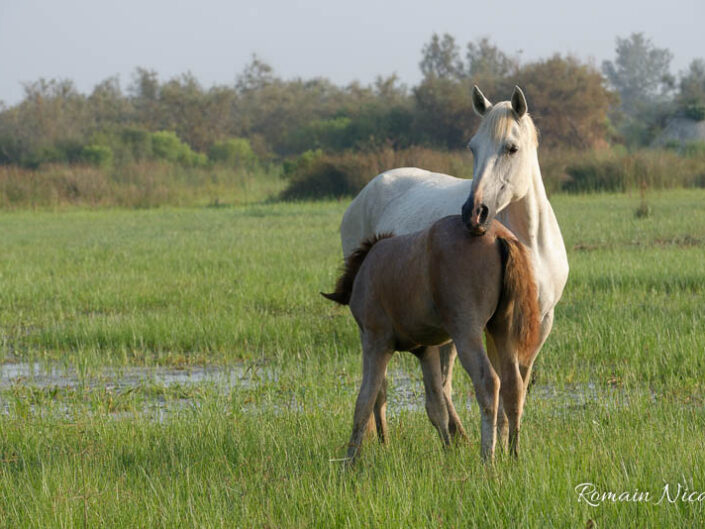 camargue-aguila_voyages-chevaux-marais