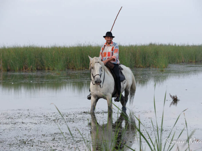 camargue-aguila_voyages-chevaux-marais