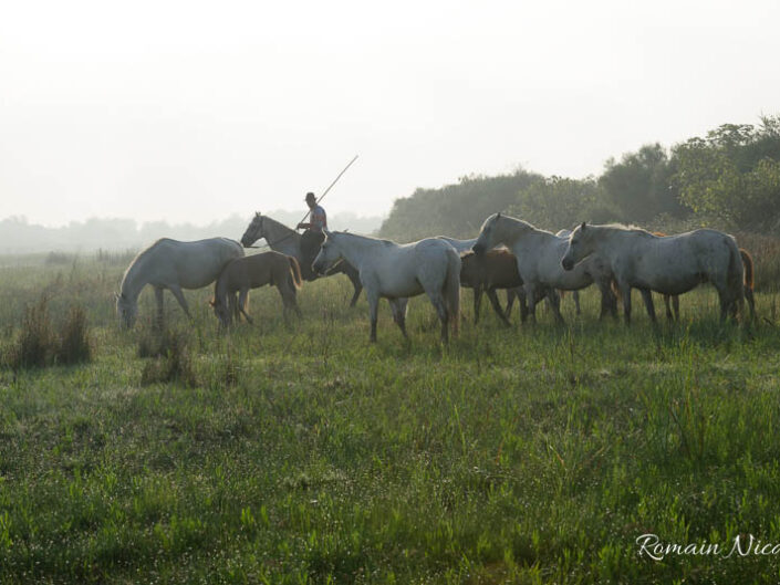 camargue-aguila_voyages-chevaux-marais