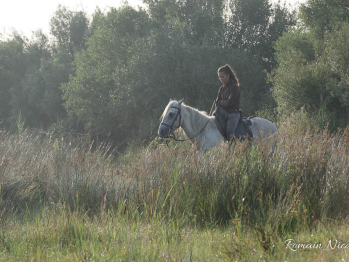 camargue-aguila_voyages-chevaux-marais