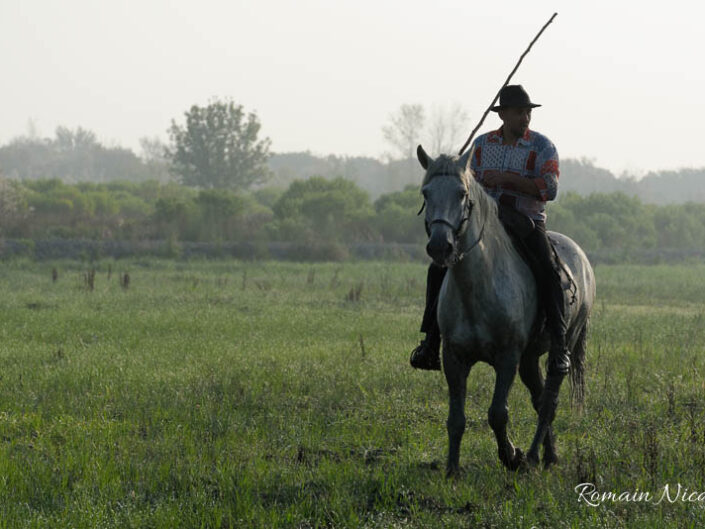 camargue-aguila_voyages-chevaux-marais