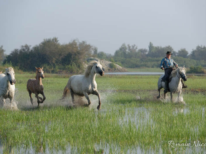 camargue-aguila_voyages-chevaux-marais