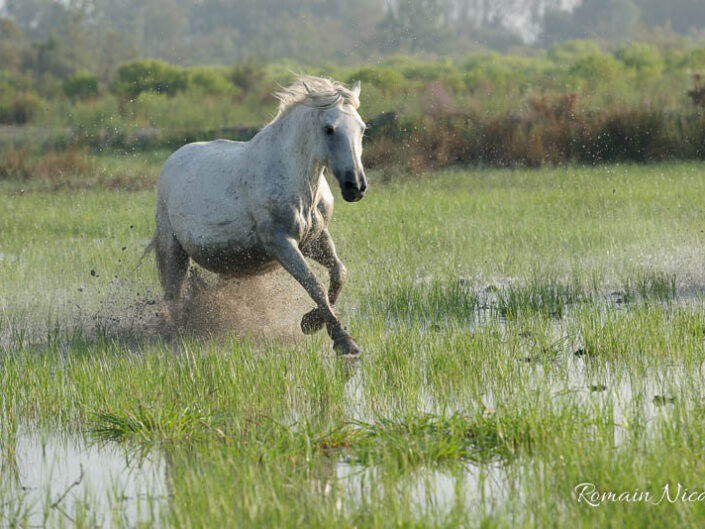 camargue-aguila_voyages-chevaux-marais