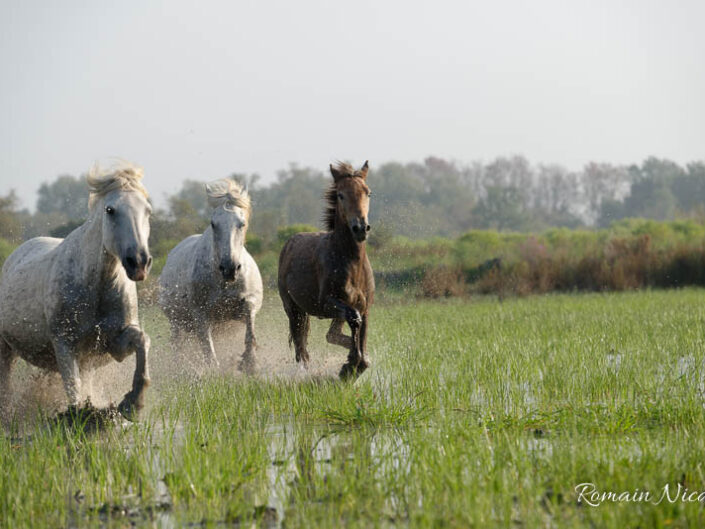 camargue-aguila_voyages-chevaux-marais
