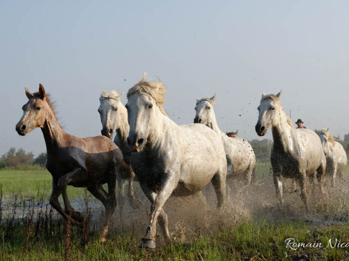 camargue-aguila_voyages-chevaux-marais