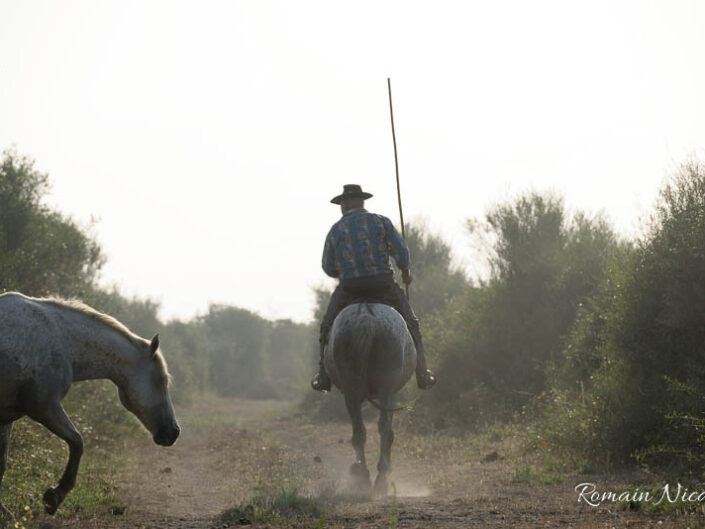 camargue-aguila_voyages-chevaux-marais