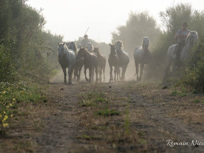 camargue-aguila_voyages-chevaux-marais
