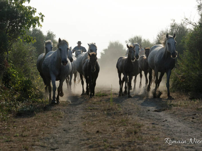 camargue-aguila_voyages-chevaux-marais