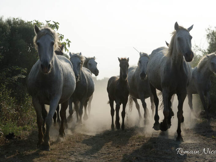 camargue-aguila_voyages-chevaux-marais