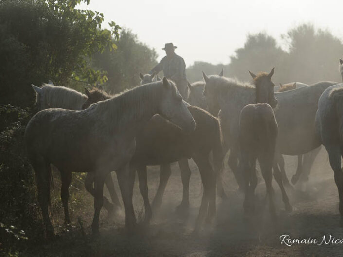 camargue-aguila_voyages-chevaux-marais