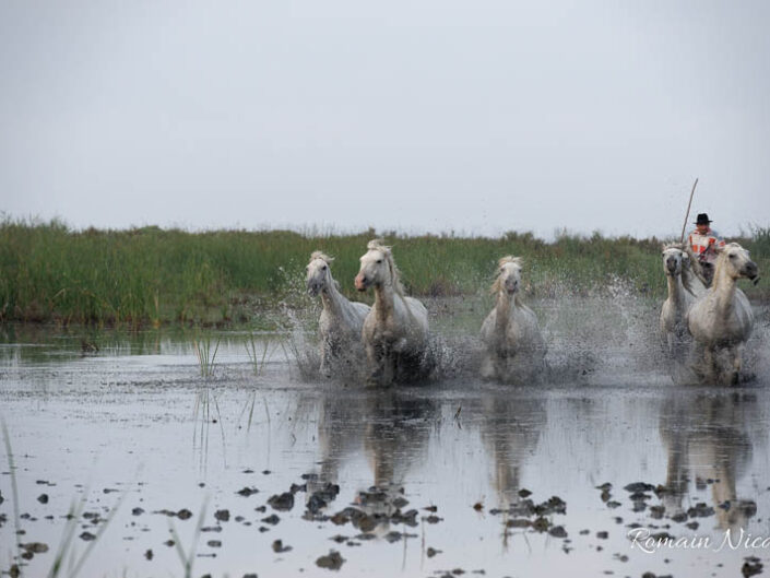 camargue-aguila_voyages-chevaux-marais