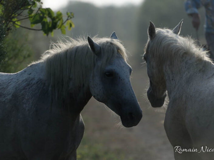 camargue-aguila_voyages-chevaux-marais