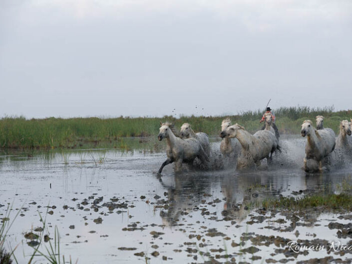 camargue-aguila_voyages-chevaux-marais