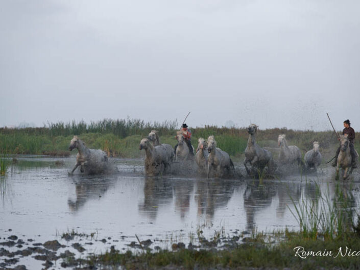 camargue-aguila_voyages-chevaux-marais