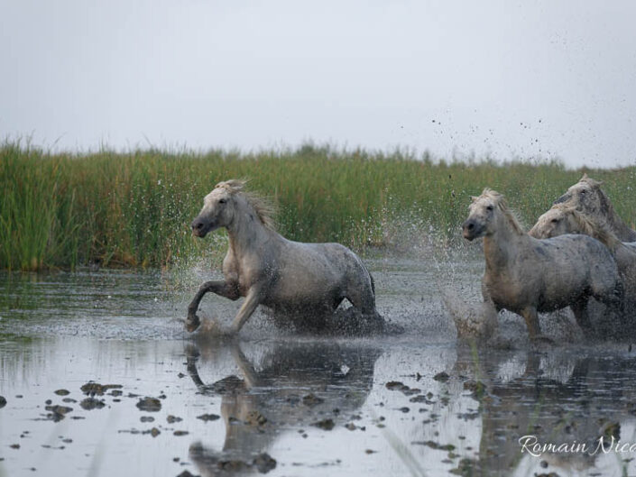 camargue-aguila_voyages-chevaux-marais