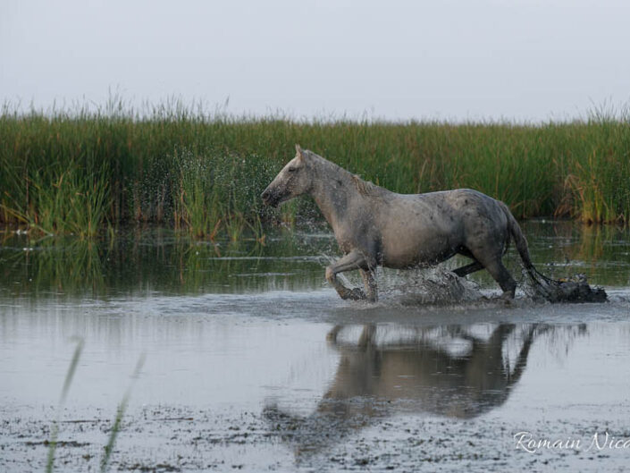 camargue-aguila_voyages-chevaux-marais