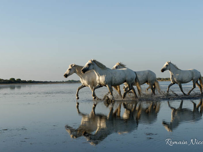 camargue-aguila_voyages-chevaux-plage