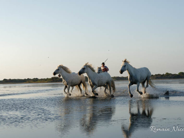 camargue-aguila_voyages-chevaux-plage