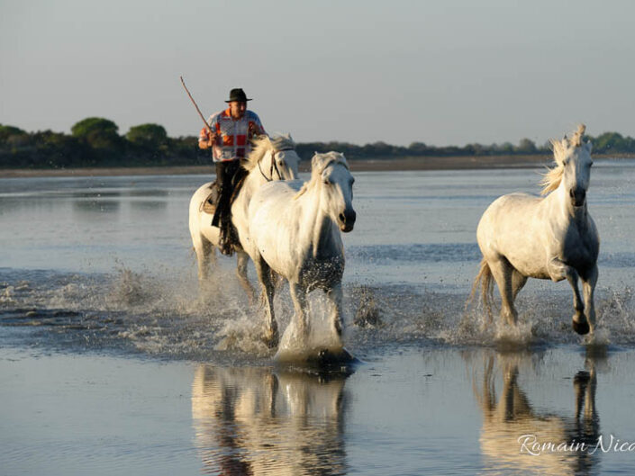 camargue-aguila_voyages-chevaux-plage