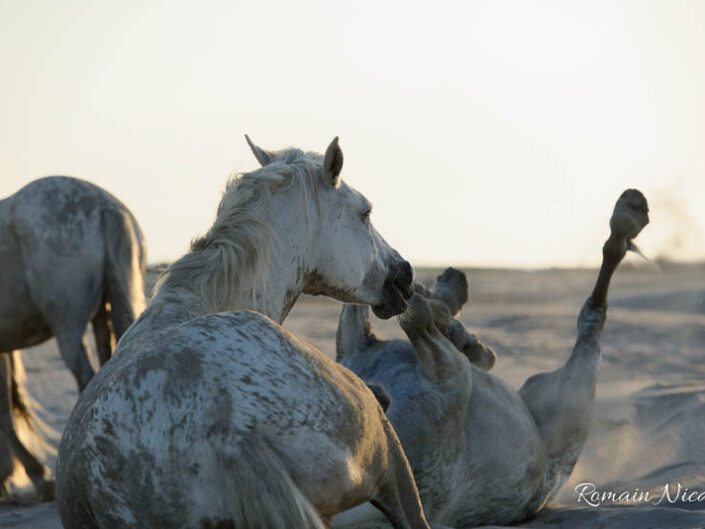 camargue-aguila_voyages-chevaux-plage