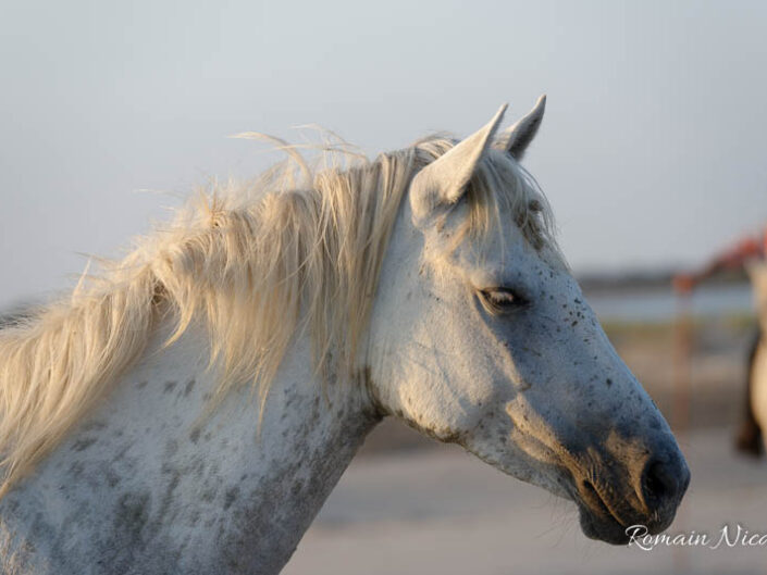 camargue-aguila_voyages-chevaux-plage