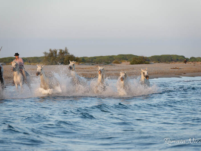 camargue-aguila_voyages-chevaux-plage