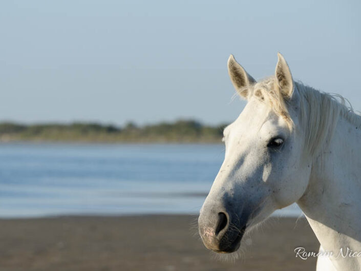 camargue-aguila_voyages-chevaux-plage