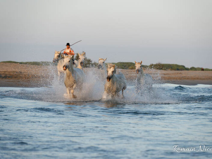 camargue-aguila_voyages-chevaux-plage