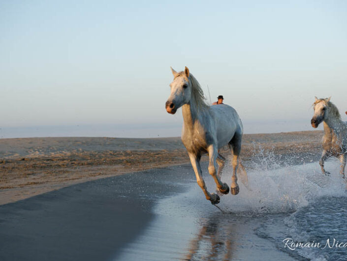 camargue-aguila_voyages-chevaux-plage