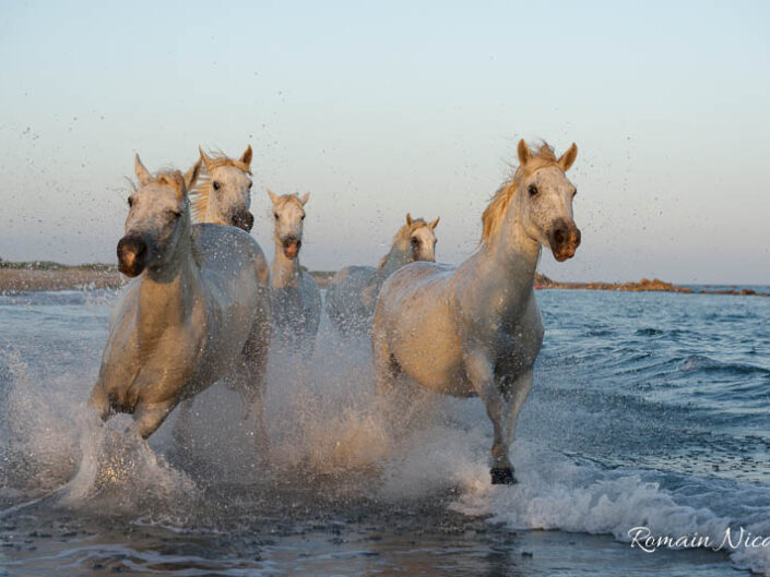 camargue-aguila_voyages-chevaux-plage