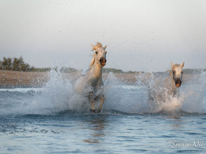 camargue-aguila_voyages-chevaux-plage