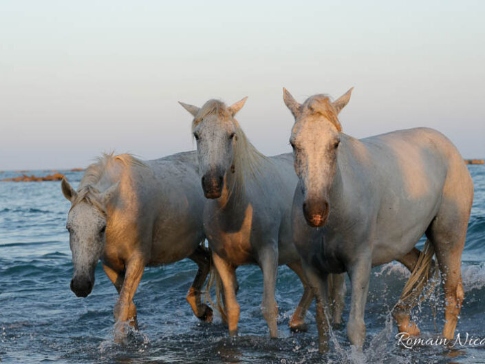 camargue-aguila_voyages-chevaux-plage