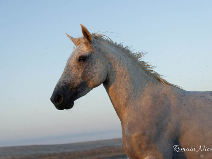 camargue-aguila_voyages-chevaux-plage