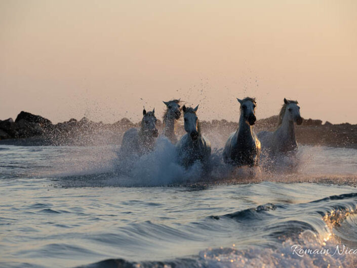 camargue-aguila_voyages-chevaux-plage