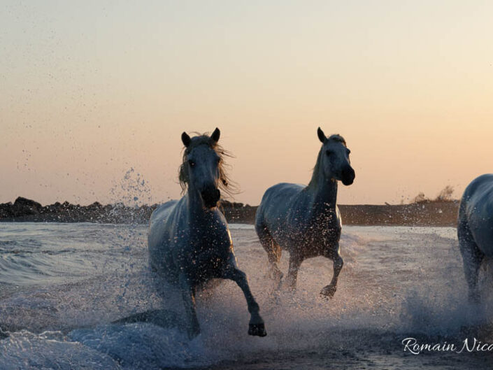 camargue-aguila_voyages-chevaux-plage