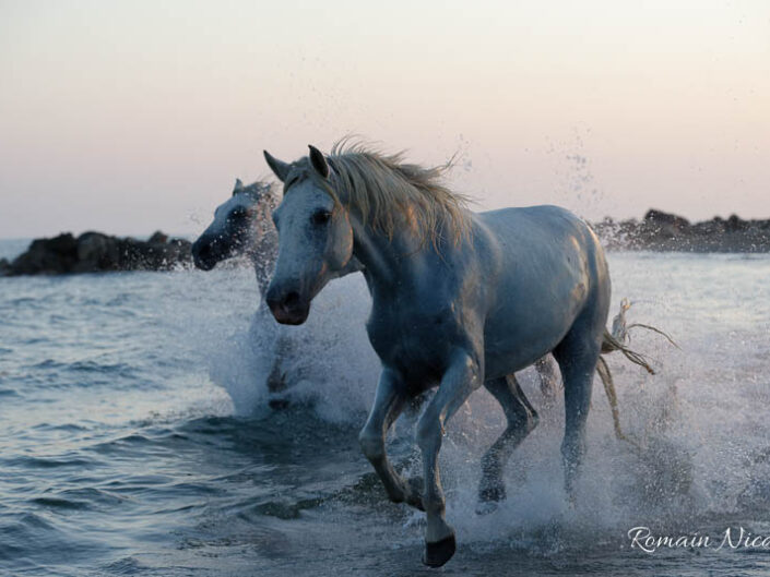 camargue-aguila_voyages-chevaux-plage