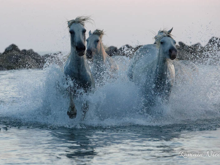 camargue-aguila_voyages-chevaux-plage