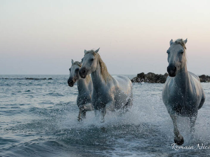 camargue-aguila_voyages-chevaux-plage