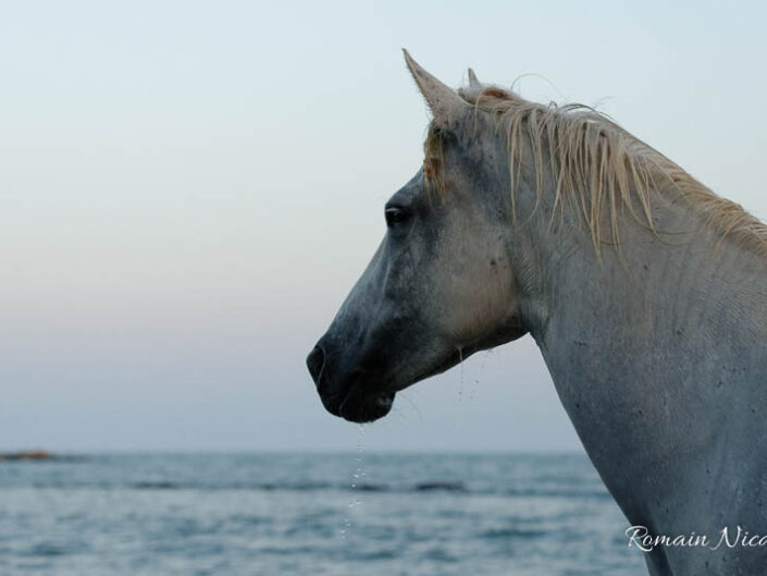 camargue-aguila_voyages-chevaux-plage