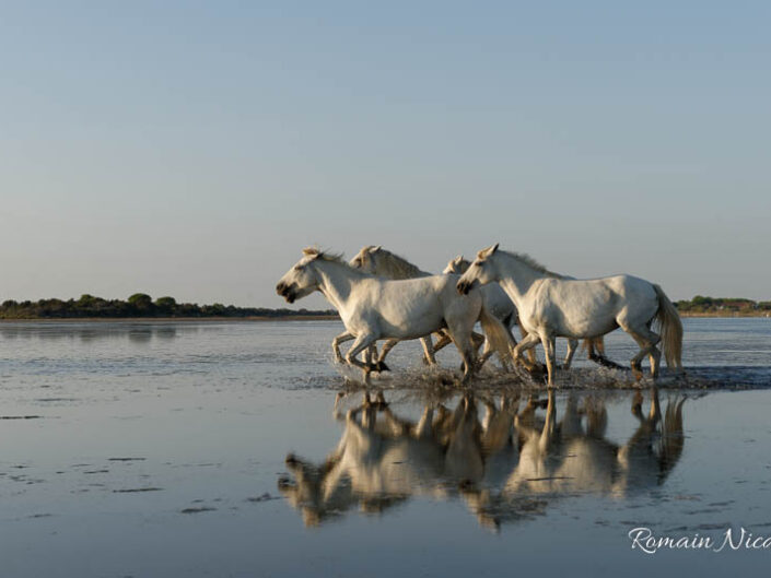 camargue-aguila_voyages-chevaux-plage