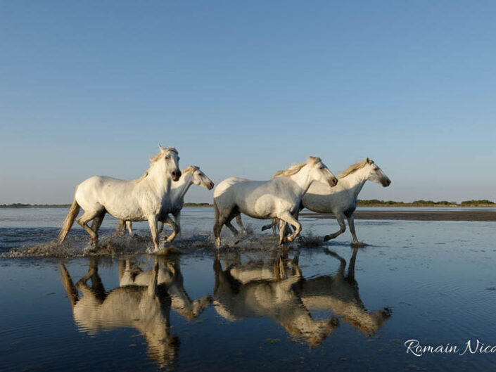 camargue-aguila_voyages-chevaux-plage