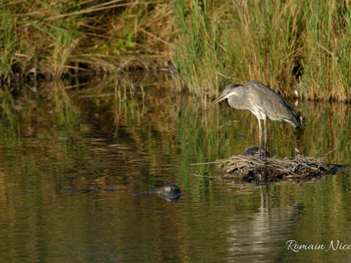 camargue-aguila_voyages-pont_de_gau