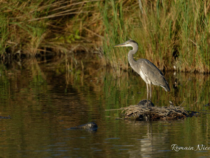 camargue-aguila_voyages-pont_de_gau