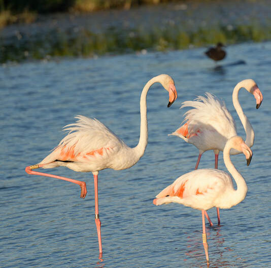 camargue-aguila_voyages-pont_de_gau