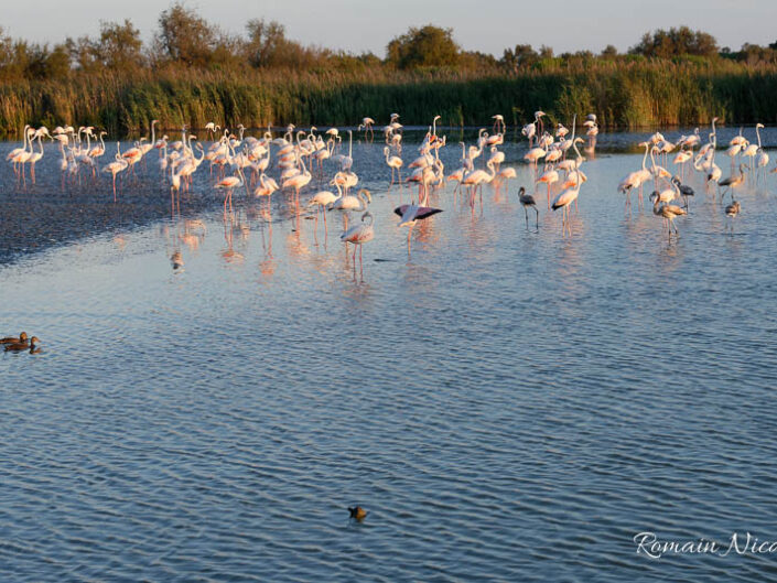 camargue-aguila_voyages-pont_de_gau